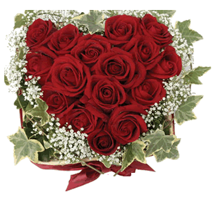 valentines roses
