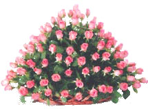 Flowers to India : Dutch Pink Roses in Basket Arrangement