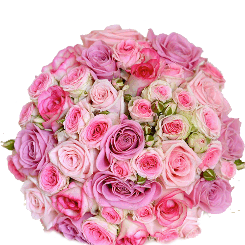 send Bunch of 30 Mixed Shades of Pink Roses to solapur