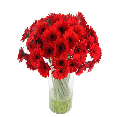 send 15 Beautiful Red Gerberas in A Vase to secunderabad