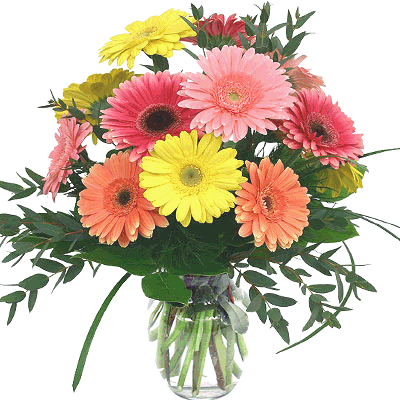 send Exotic Gerberas in a beautiful vase to solapur